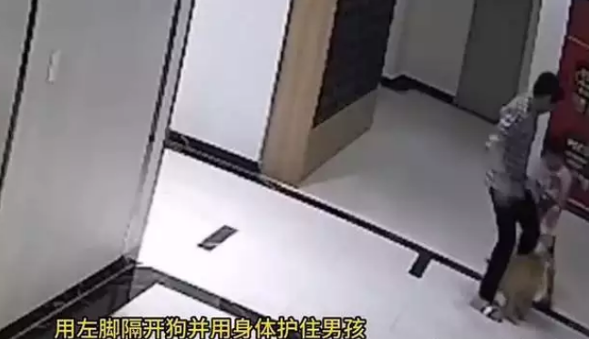爸爸为了保护儿子，踢了没拴狗绳的狗，狗主人一拳KO爸爸