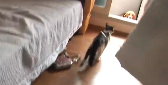 比格犬碰了小猫崽,被猫妈妈一天打八次