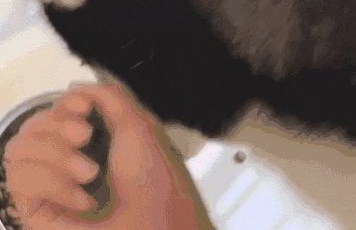 网友从哈士奇的碗里抓了一把狗粮吃,它都懵了了:我们家要破产了?