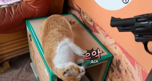 猫咪被当狗狗训练,学会听指令装死