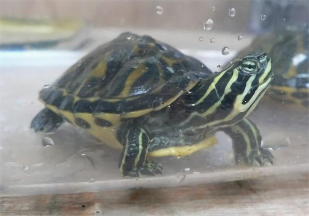 火焰龟身份信息