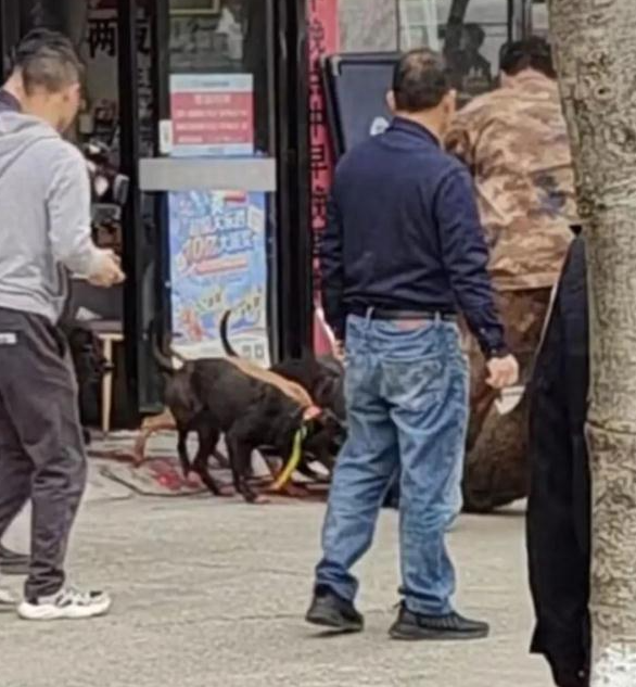 野猪冲进彩票店被5只猎犬制服:不到半小时野猪被咬死