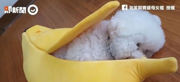 超萌的比熊犬爬进大香蕉休息 网友错认为是棉花