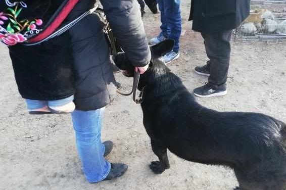 买主已经购买的黑狼犬却因自己力气小带不走,无奈让卖家帮忙!