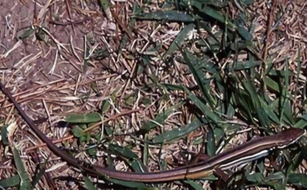 白条草蜥身份信息