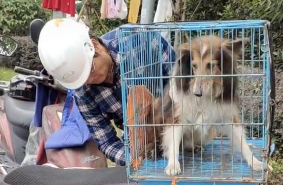 牧羊犬被遗弃后意志消沉,不吃不喝,它一直在思念主人!