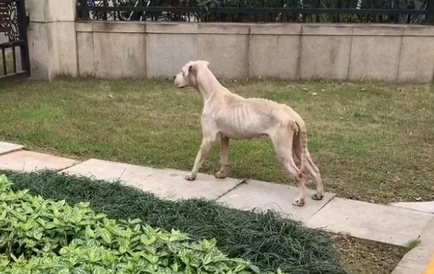 身患肿瘤的流浪狗,瘦成皮包骨,检查后发现,肚子里竟全是碎骨