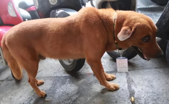 狗牌上的15个字，让路人感动哭了，保安也放弃了驱赶狗狗