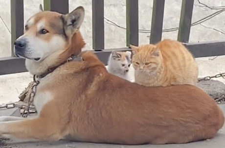 两只猫咪趴在狗狗身上取暖!狗:多了条被子,猫:多了个垫子