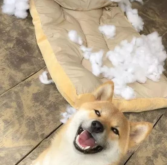 柴犬咬烂布娃娃棉絮满是地,一瞬间作出的反映真是是柴界金马影帝!