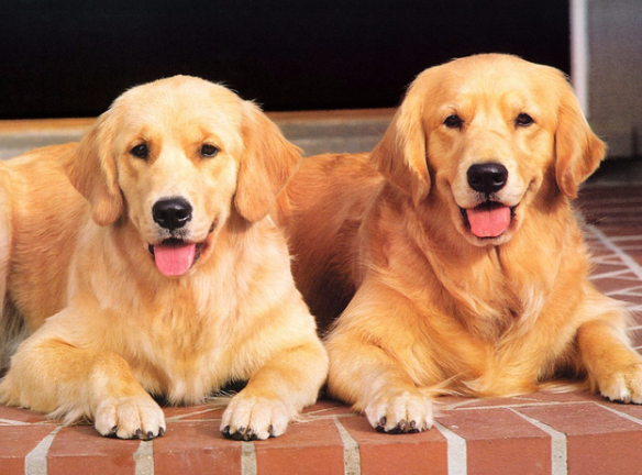 “狗界暖男”金毛，在同等体型的情况下，金毛的战斗能力更强