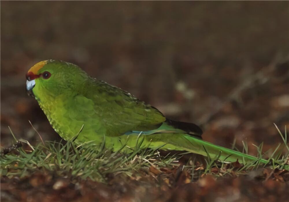 黄额鹦鹉身份信息