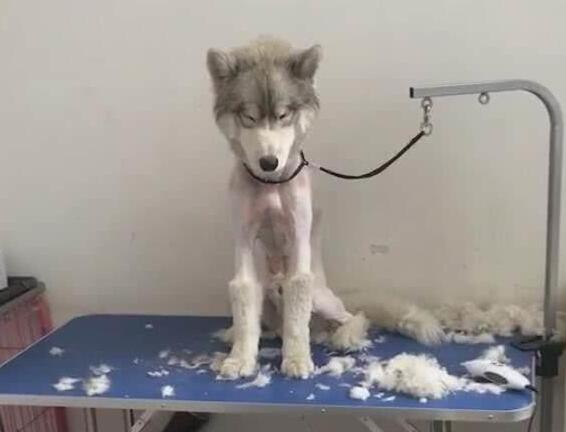 小狗狗被打扮成公主，乖乖躺在萌窝里，心已经被狗萌化！