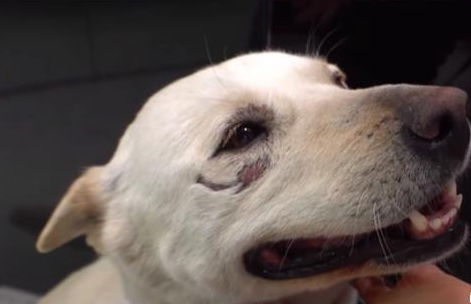 看门犬尽职尽责却不被重视,后来失踪9天独自找回家,赢得了尊重