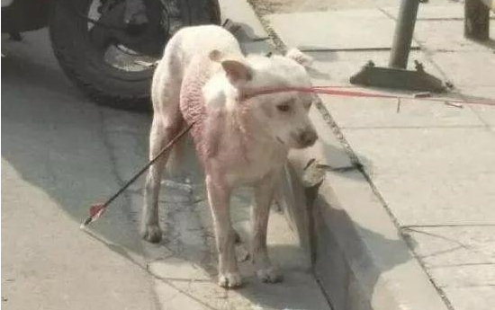 流浪狗被别人用铁箭射穿,它失落地在大街上寻求帮助,近百人看热闹