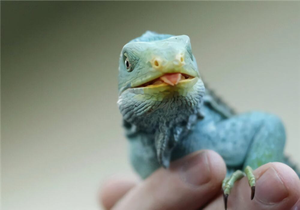 斐济鬣蜥身份信息