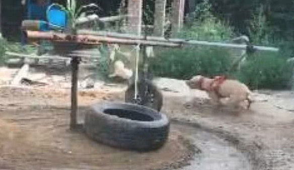 小伙为让狗狗增强抵抗力,竟想到那样的方法,他却在一边笑喷了!