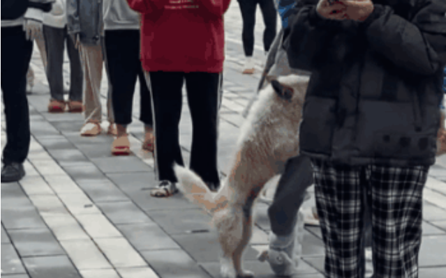 狗抢拖鞋就跑,排队女生当场社死。