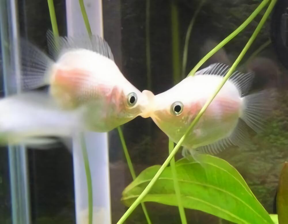 接吻鱼身份信息