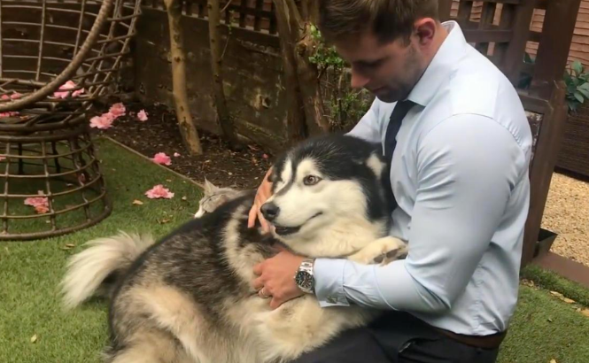 这些东西对狗来说是“克星”，看见都害怕