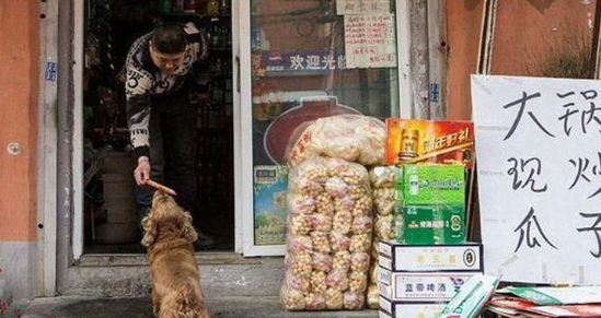 吃货狗狗每天拿一块钱,独自去买零食回家,旁人直呼成精了!