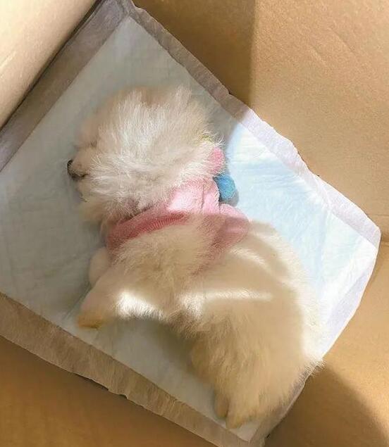接连死两只!一宠物店被指售卖“星期狗”