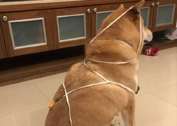 柴犬玩绳索竟把自己捆住了，宽容我笑了！端午特别制作的羊肉棕子？