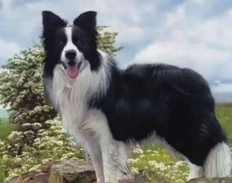 牧羊犬苦苦等待主人3年,为了自己的孩子它甘愿走进陷阱