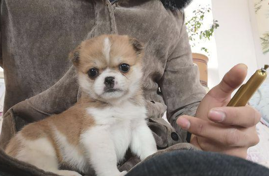 流浪小奶狗被主人丢走在路上,看着主人离开,小宝贝站起就追