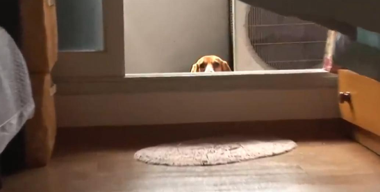 比格犬碰了小猫崽,被猫妈妈一天打八次