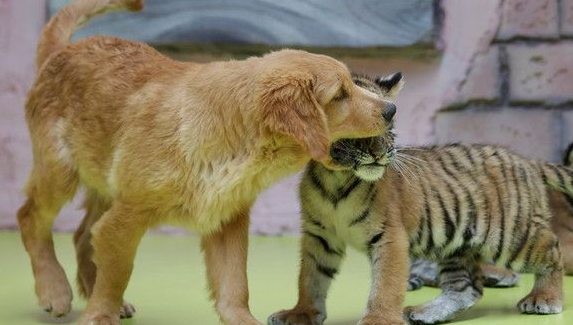 超级萌烦!不同物种动物被黄金猎犬妈妈带大