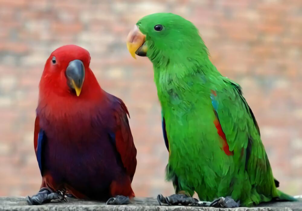 折衷鹦鹉身份信息