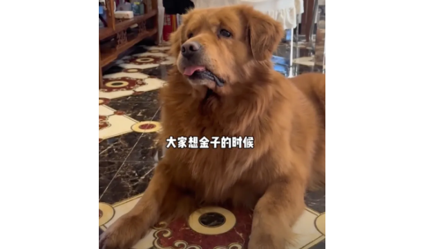 网红狗“金子”生病离世,主人把它的亲生弟弟接回家,看哭千万网友…