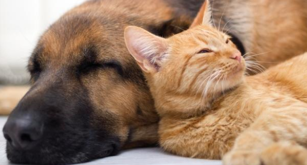 可怜小狗被大猫拥入怀中,动作乖巧但眼神出卖了它