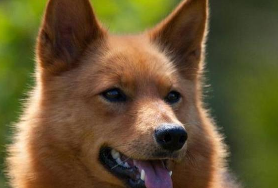 该犬被误以为是“狐狸”!深山里的猎狐高手!犬中“吠叫之王”!