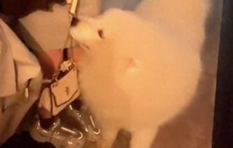 怕狗的朋友来家里做客,萨摩耶使劲往她身子上蹭,这笑容太贱了!