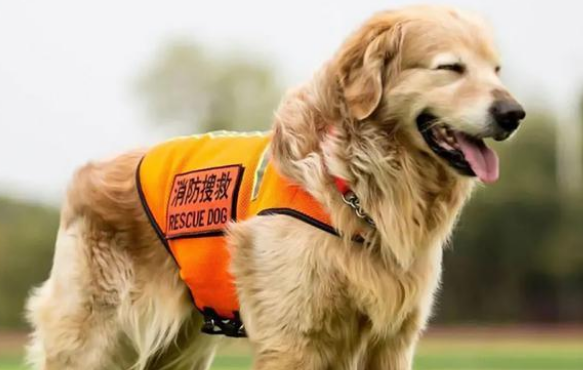 那只让全国网友泪崩的搜救犬退役后,竟被宠成了爱拆家的铁憨憨!