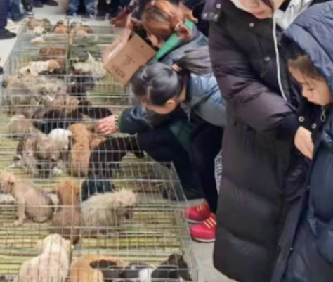 高速服务区100多只狗被遗弃,疑似送往肉狗养殖场,有狗已被冻死