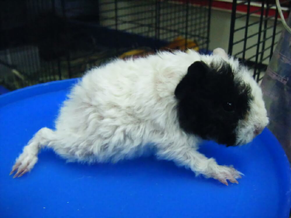 长卷毛天竺鼠身份信息