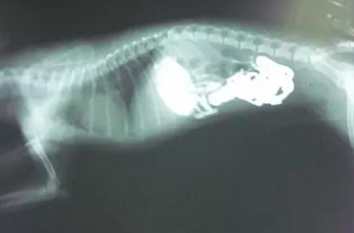 狗狗乱进食，透視发觉了胃里的脏东西，一看主人羞红了脸