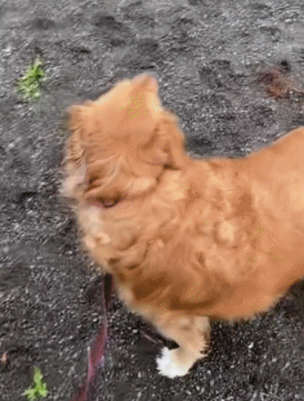 因为养狗,一年减了177斤