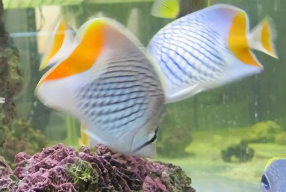 红尾蝶身份信息