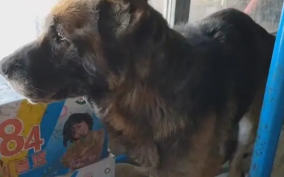 主人不想喂羊了,看了一辈子的老牧羊犬和怀孕的羊险些进了屠宰场
