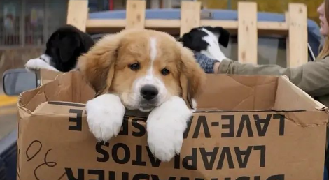 一只宠物狗伤人，所有流浪动物都该死？