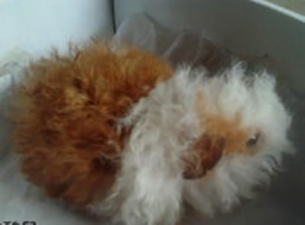 长卷毛天竺鼠身份信息