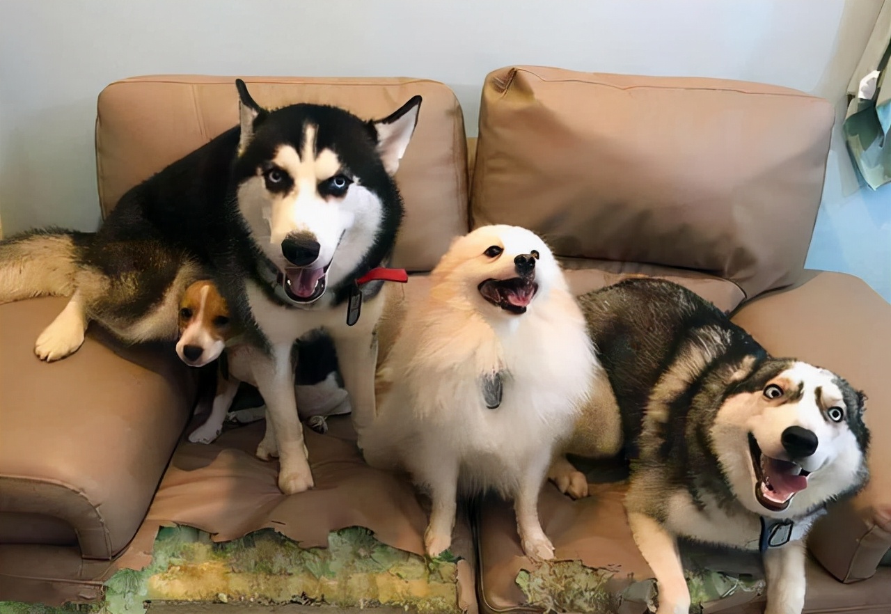 一只小狗咬了三岁小孩,全家找上门去问罪,看见咬人的狗都沉默了