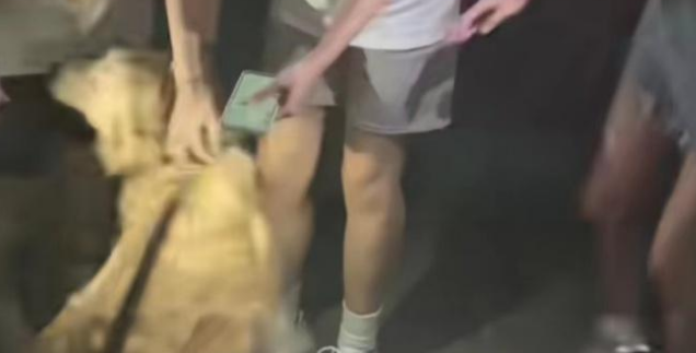 大学生兴起免费帮陌生人遛狗，金毛主人：遛了一个半小时，狗狗笑得嘴都合不上了