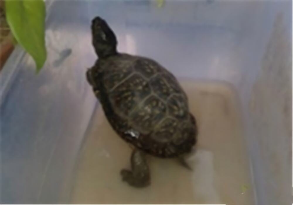 海岸箱龟身份信息