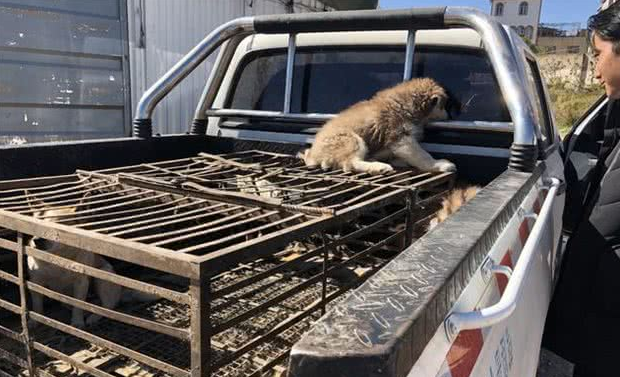 犬市:在成犬区域展示的哈士奇幼犬,比大狗更引人注目!