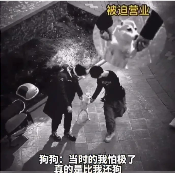 狗主人傻眼了,醉汉拉着狗跳了一晚上舞,网友:这两个人是真的狗